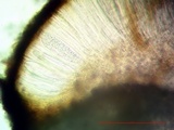 Sarcogyne regularis image