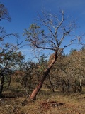Bovista pusilla image