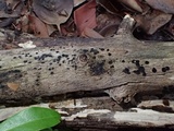 Bulgariella pulla image