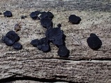 Bulgariella pulla image