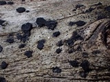 Bulgariella pulla image