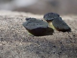Bulgariella pulla image