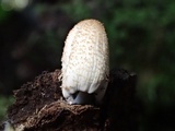 Coprinellus xanthothrix image