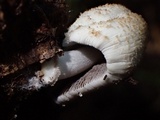 Coprinellus xanthothrix image
