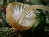 Mycena albissima image