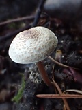 Lepiota cristata image