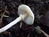 Lepiota cristata image