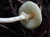Lepiota cristata image