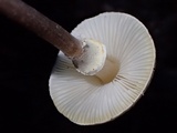 Lepiota cristata image
