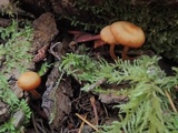 Rhodocybe nitellina image