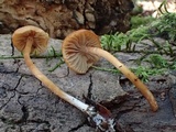 Rhodocybe nitellina image
