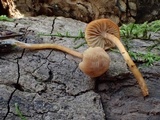 Rhodocybe nitellina image