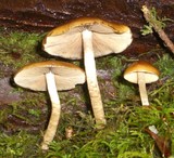 Psathyrella piluliformis image