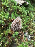 Morchella snyderi image