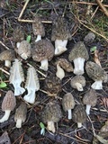 Morchella snyderi image