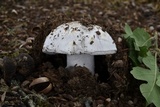 Amanita sect. Vaginatae image