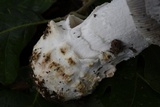 Amanita sect. Vaginatae image