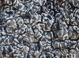 Lecanora crenulata image