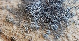 Lecanora crenulata image