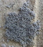 Lecanora crenulata image