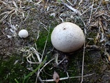 Bovista pusilla image