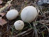 Bovista pusilla image