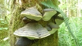 Fomitopsis mounceae image
