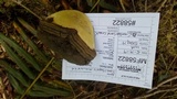 Fomitopsis mounceae image