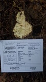 Perenniporia subacida image