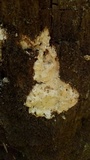Perenniporia subacida image