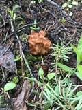 Gyromitra montana image