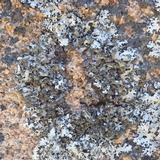 Hypotrachyna britannica image