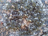 Hypotrachyna britannica image