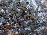 Hypotrachyna britannica image