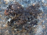 Hypotrachyna britannica image