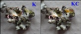 Hypotrachyna britannica image