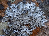 Hypotrachyna britannica image