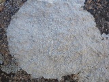 Pertusaria aspergilla image