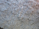 Pertusaria aspergilla image