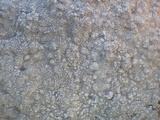 Pertusaria aspergilla image