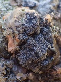 Rinodina atrocinerea image