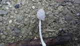 Coprinopsis cinerea image