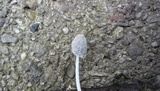 Coprinopsis cinerea image