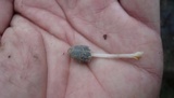 Coprinopsis cinerea image