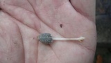 Coprinopsis cinerea image
