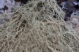 Usnea merrillii image
