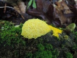 Fuligo septica image