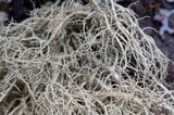 Usnea merrillii image
