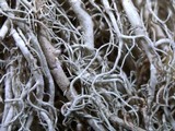 Usnea merrillii image