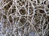 Usnea merrillii image